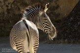 FZD01163522 Grévyzebra / Equus grevyi