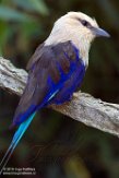 FZD01163533 blauwbuikscharrelaar / Coracias cyanogaster