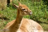 FZD01163594 vicuña / Vicugna vicugna