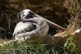 FZD01163612 Peruaanse pelikaan / Pelecanus thagus