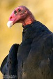 FZD01163622 kalkoengier / Cathartes aura