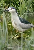 FFM01103415 kwak / Nycticorax nycticorax