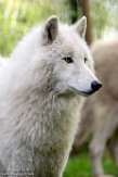 FZJ01192872 wolf / Canis lupus