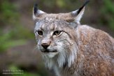 FZJ01192881 Euraziatische lynx / Lynx lynx