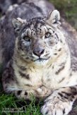 FZJ01192929 sneeuwpanter /Panthera uncia