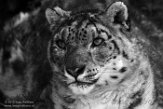 FZJ01192941 sneeuwpanter /Panthera uncia