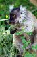 FPA02252527 moormaki / Eulemur macaco