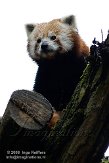 FZL01089308 rode panda / Ailurus fulgens