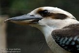 FZL01103341 kookaburra / Dacelo novaeguineae