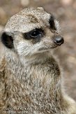 FZL01103353 stokstaartje / Suricata suricatta