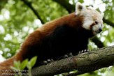 FZL01103365 rode panda / Ailurus fulgens