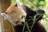 FMJ01184040 rode panda / Ailurus fulgens