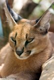 FMJ01184114 caracal / Caracal caracal