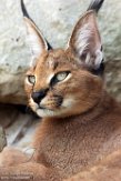 FMJ01184134 caracal / Caracal caracal