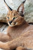 FMJ01184139 caracal / Caracal caracal