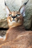 FMJ01184144 caracal / Caracal caracal