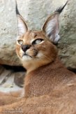 FMJ01184147 caracal / Caracal caracal