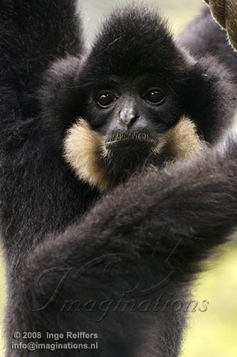 FMZ01085346 Goudwanggibbon / Nomascus gabriellae