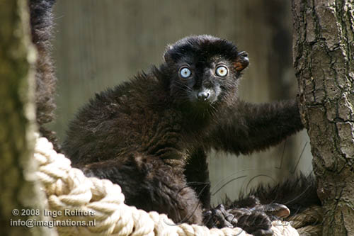 FMZ01085355 blauwoogmaki / Eulemur flavifrons