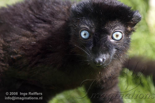 FMZ01085368 blauwoogmaki / Eulemur flavifrons