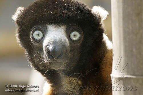 FMZ01085372 kroonsifaka / Propithecus coronatus