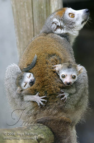 FMZ01085382 kroonmaki / Eulemur coronatus