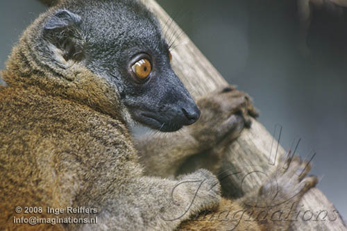 FMZ01085387 grijskopmaki / Eulemur cinereiceps