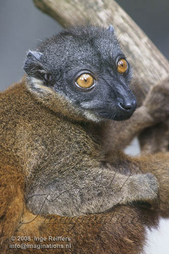 FMZ01085389 grijskopmaki / Eulemur cinereiceps