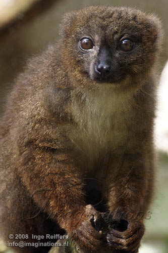 FMZ01085403 roodbuikmaki / Eulemur rubriventer