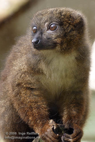 FMZ01085404 roodbuikmaki / Eulemur rubriventer
