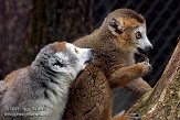 FMZ01085159 kroonmaki / Eulemur coronatus