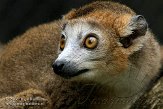 FMZ01085174 kroonmaki / Eulemur coronatus