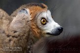 FMZ01085228 kroonmaki / Eulemur coronatus