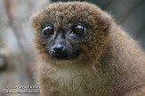 FMZ01085247 roodbuikmaki / Eulemur rubriventer