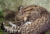 FMZ01085275 oncilla / Leopardus tigrinus
