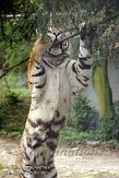 FMZ01085319 Siberische tijger / Panthera tigris altaica