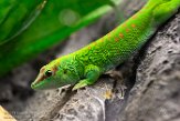 FNC01192422 Madagaskarreuzendaggekko / Phelsuma grandis