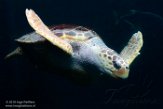 FNC01192430 onechte karetschildpad / Caretta caretta