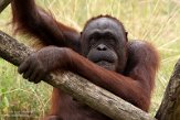 FZP01203700 Borneo orang-oetan / Pongo pygmaeus