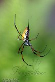 FPP01142734 Nephila inaurata madagascariensis