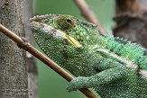 FPP01142740 panterkameleon / Furcifer pardalis