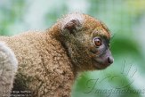 FPP01142749 grote bamboemaki / Prolemur simus