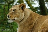 FPP01142764 Afrikaanse leeuw / Panthera leo