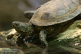 FPP01142802 Europese moerasschildpad / Emys orbicularis