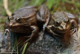 FPP01142809 grote groene kikker / Pelophylax ridibundus