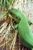 FPP01142835 westelijke smaragdhagedis / Lacerta bilineata