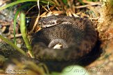 FPP01142840 adder / Vipera berus