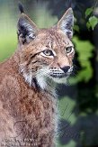 FPF01094682 Siberische lynx / Lynx lynx wrangeli