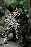 FPF01094718 oncilla / Leopardus tigrinus
