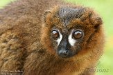 FPF01142194 roodbuikmaki / Eulemur rubriventer